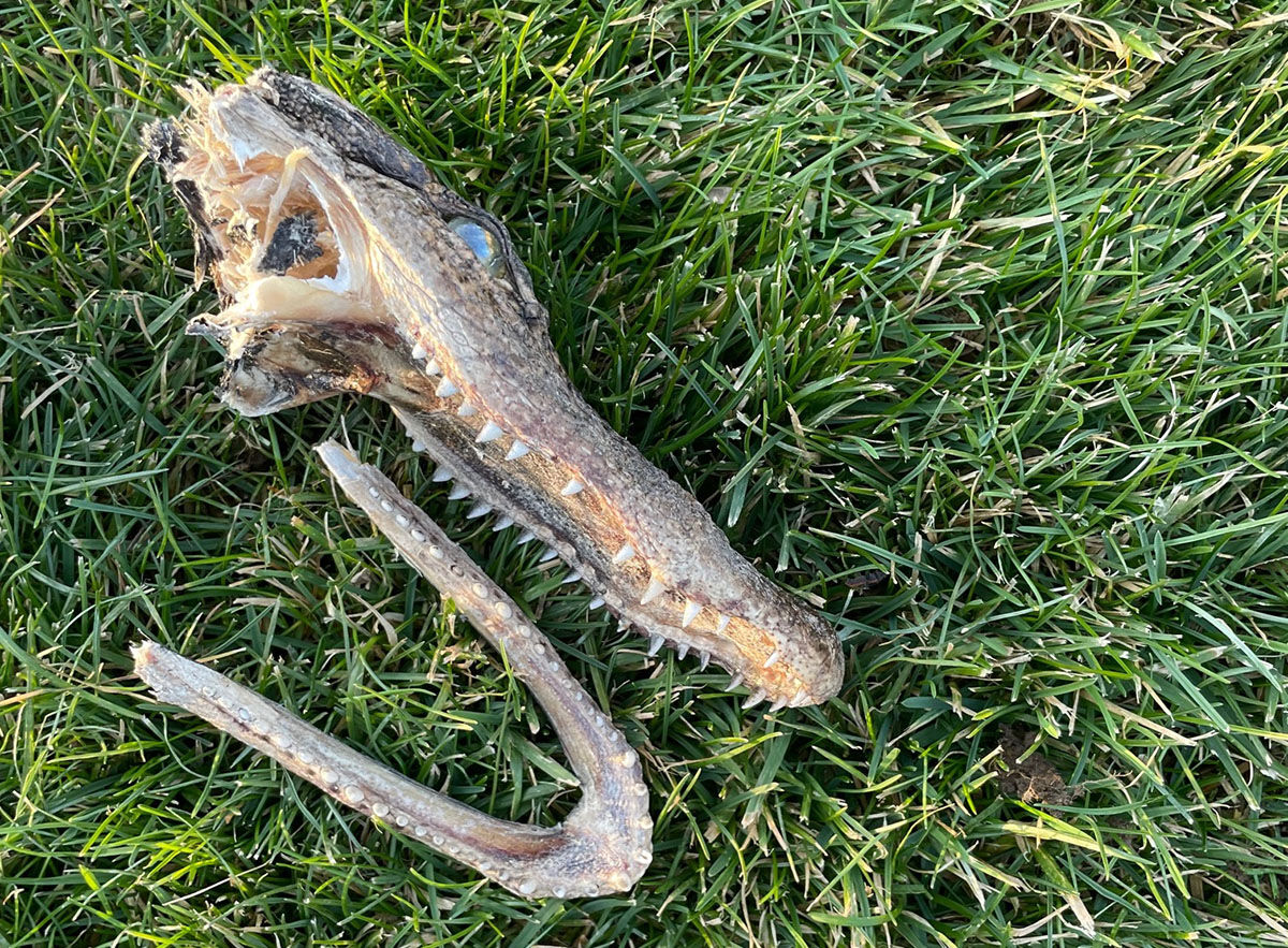 Alligator head washes up on shoreline of Lake Keesus - 02
